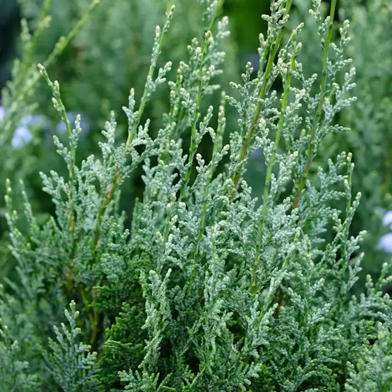 Chamaecyparis lawsoniana 'Allumii White Spot' 6L