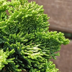 Chamaecyparis obtusa 'Aurora' 1L - image 1
