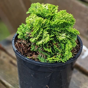 Chamaecyparis obtusa 'Aurora' 1L - image 2