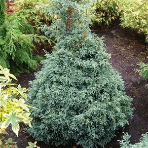 Chamaecyparis pisifera 'Baby Blue' 3L - image 2