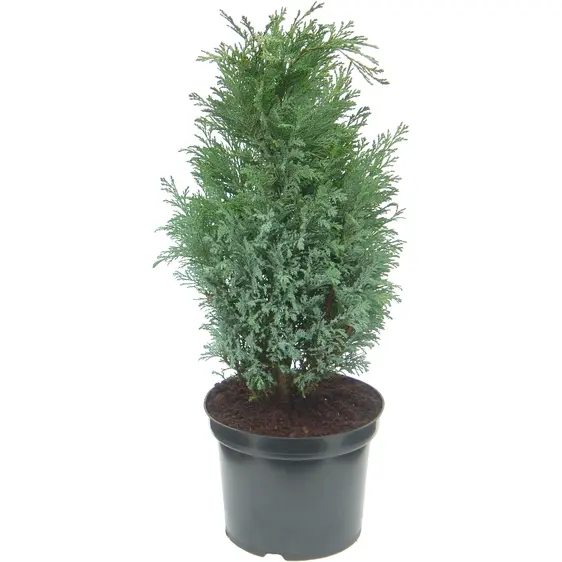 Chamaecyparis lawsoniana 'Bleu Nantais' 3L