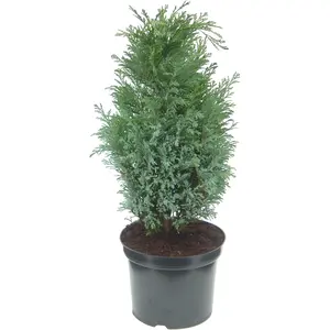 Chamaecyparis lawsoniana 'Bleu Nantais' 3L