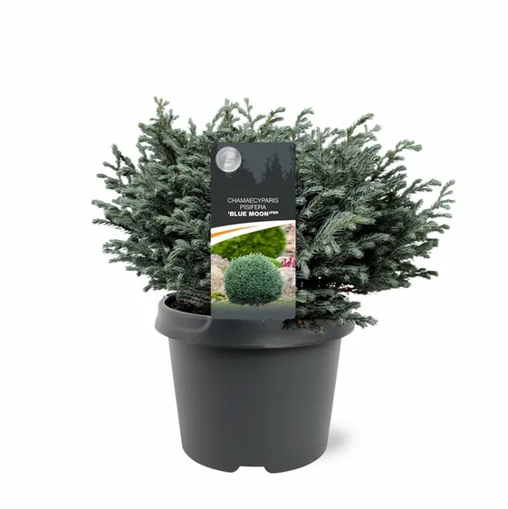 Chamaecyparis pisifera 'Blue Moon' 3L - image 2