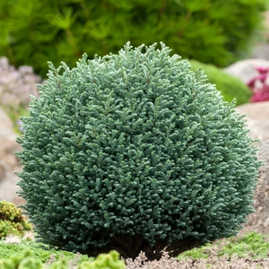 Chamaecyparis pisifera 'Blue Moon' 3L - image 1