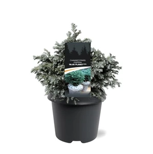 Chamaecyparis pisifera 'Blue Planet' 3L - image 2