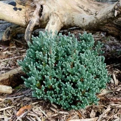 Chamaecyparis thyoides 'Blue Rock' - image 1