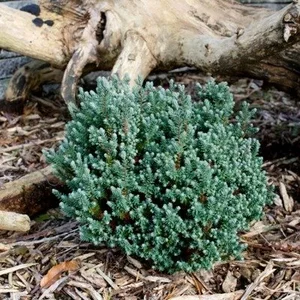 Chamaecyparis thyoides 'Blue Rock' - image 1