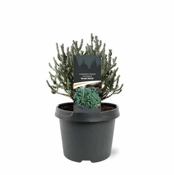 Chamaecyparis thyoides 'Blue Rock' - image 2