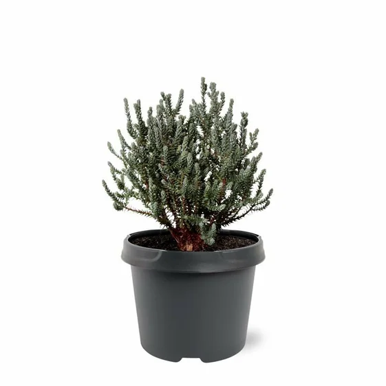 Chamaecyparis thyoides 'Blue Rock' - image 3