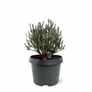 Chamaecyparis thyoides 'Blue Rock' - image 3