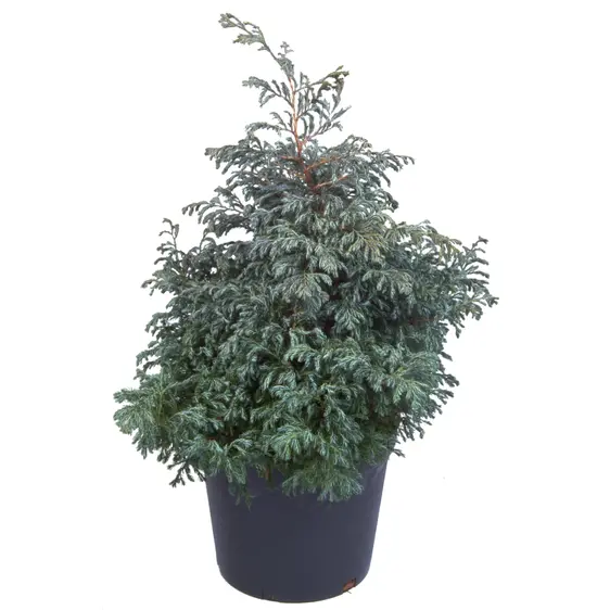 Chamaecyparis pisifera 'Boulevard' 3L