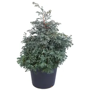 Chamaecyparis pisifera 'Boulevard' 3L