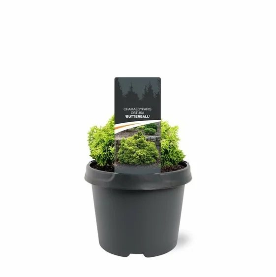 Chamaecyparis obtusa 'Butterball' - image 2