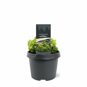 Chamaecyparis obtusa 'Butterball' - image 2