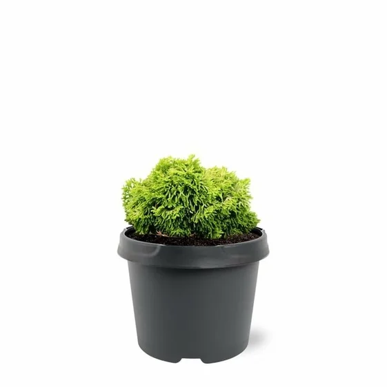 Chamaecyparis obtusa 'Butterball' - image 3