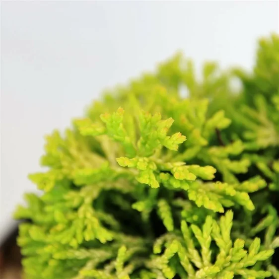 Chamaecyparis obtusa 'Butterball' - image 1