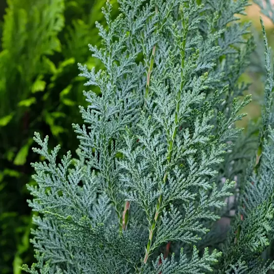 Chamaecyparis lawsoniana 'Columnaris' 1L