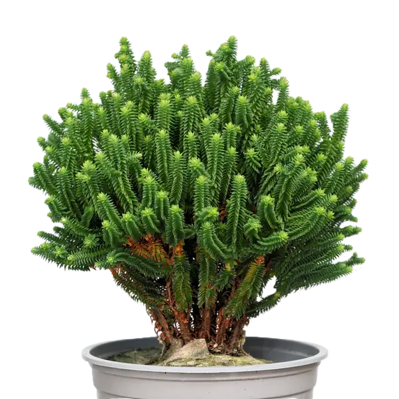 Chamaecyparis thyoides 'El Paso'