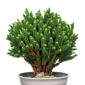 Chamaecyparis thyoides 'El Paso'
