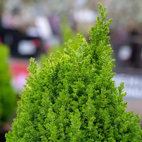 Chamaecyparis lawsoniana 'Ellwood's Gold Pillar' 2.3L