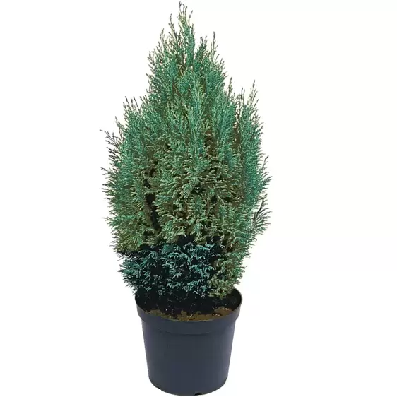 Chamaecyparis lawsoniana 'Ellwoodii' 11cm - image 2