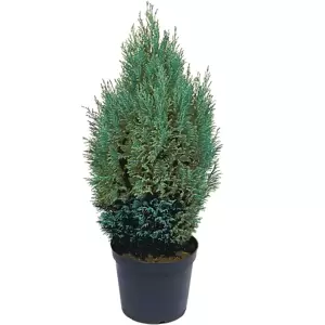 Chamaecyparis lawsoniana 'Ellwoodii' 11cm - image 2