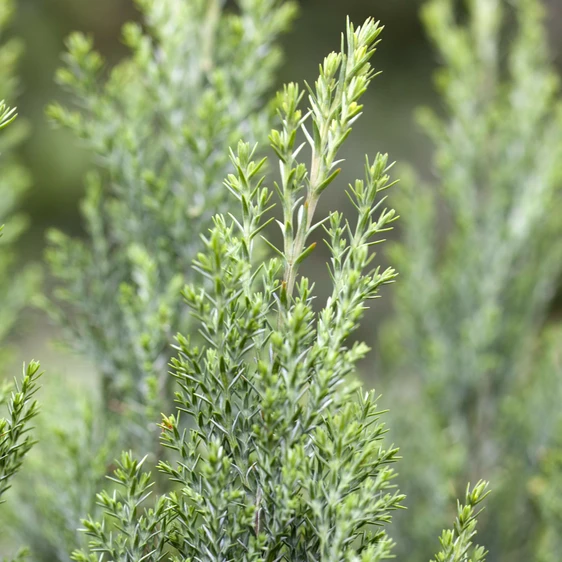 Chamaecyparis lawsoniana 'Ellwoodii' 11cm - image 1