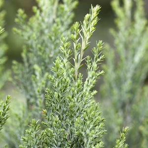 Chamaecyparis lawsoniana 'Ellwoodii' 11cm - image 1