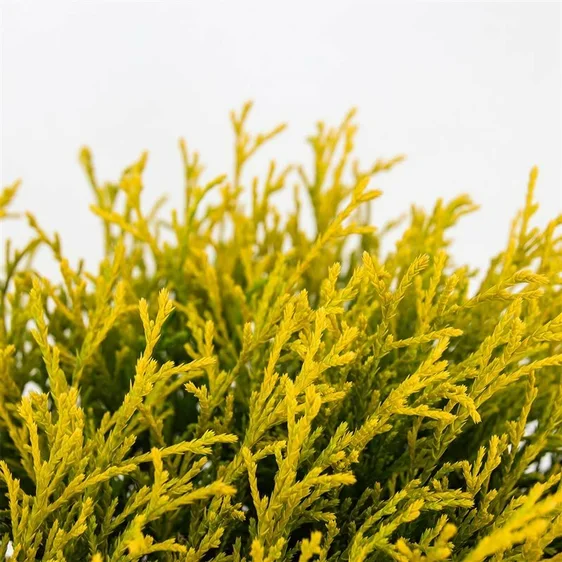 Chamaecyparis pisifera 'Filifera Aurea' 3L - image 1