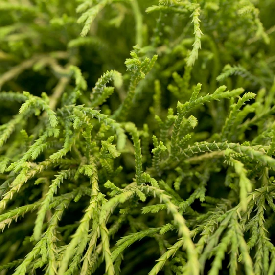 Chamaecyparis pisifera 'Filifera Nana' 1L - image 1