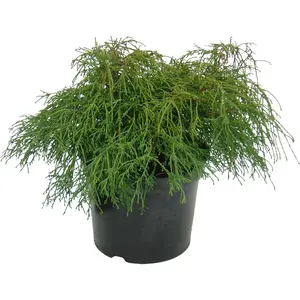 Chamaecyparis pisifera 'Filifera Nana' 1L