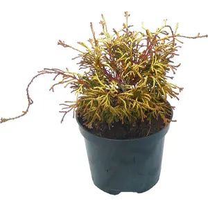 Chamaecyparis obtusa 'Gitte' 3L