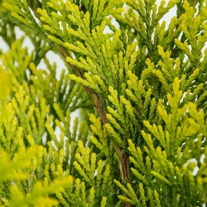 Chamaecyparis lawsoniana 'Ivonne' 1L - image 2