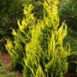 Chamaecyparis lawsoniana 'Ivonne' 2.3L - image 3