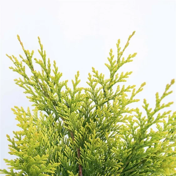 Chamaecyparis lawsoniana 'Ivonne' 2.3L - image 4