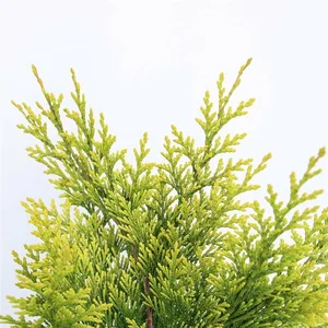 Chamaecyparis lawsoniana 'Ivonne' 1L - image 4