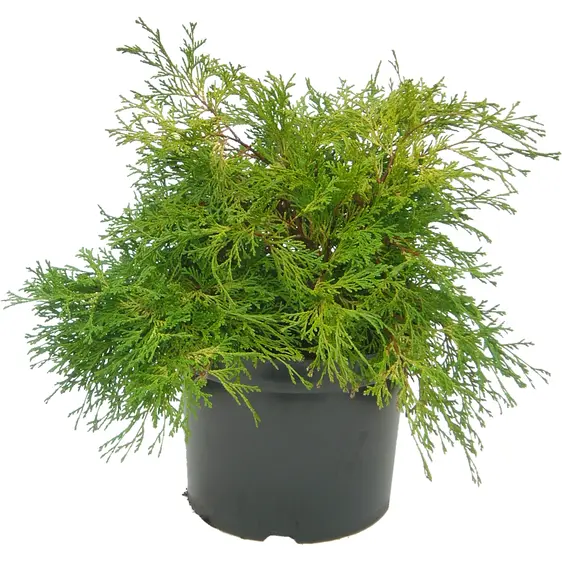 Chamaecyparis obtusa 'Karamachiba' 1L