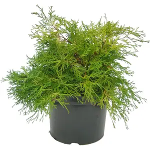Chamaecyparis obtusa 'Karamachiba' 1L