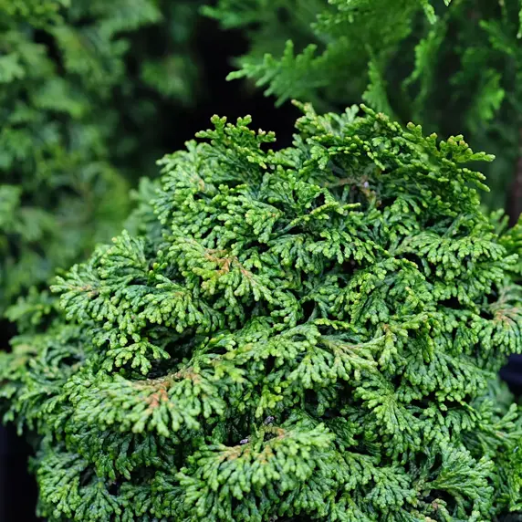 Chamaecyparis obtusa 'Kosteri' 1L