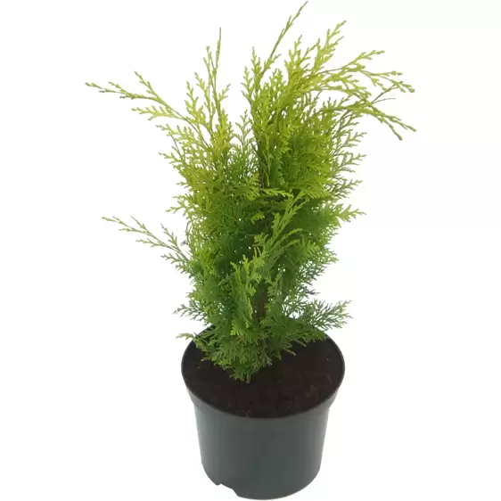 Chamaecyparis lawsoniana 'Lanei'