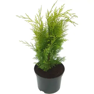 Chamaecyparis 'Lanei'