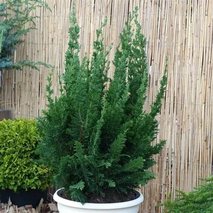 Chamaecyparis lawsoniana 'Little Spire' - image 1