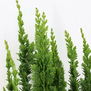 Chamaecyparis lawsoniana 'Little Spire' - image 2