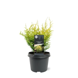 Chamaecyparis obtusa 'Lucas' 3L - image 2