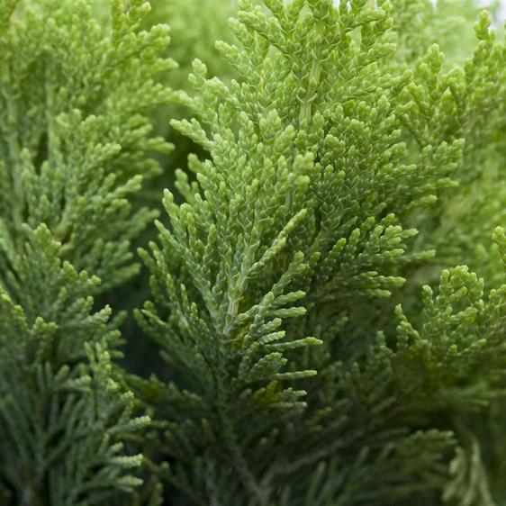 Chamaecyparis lawsoniana 'Minima Aurea' 3L - image 1