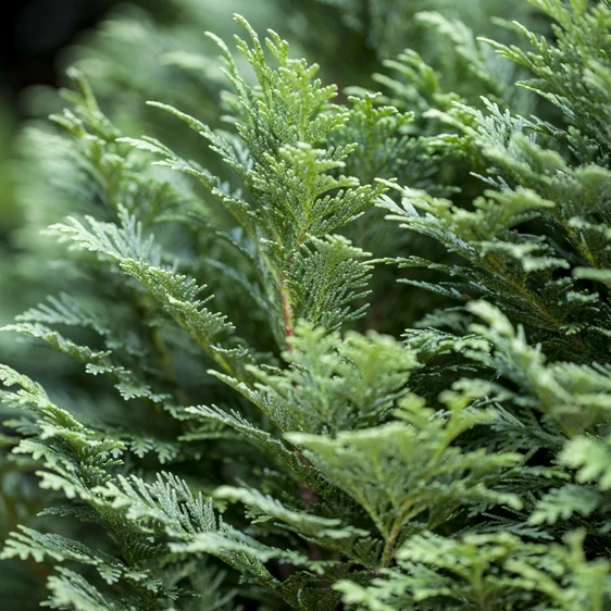 Chamaecyparis lawsoniana 'Minima Glauca' 3L - image 1