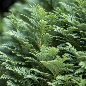 Chamaecyparis lawsoniana 'Minima Glauca' 3L - image 2
