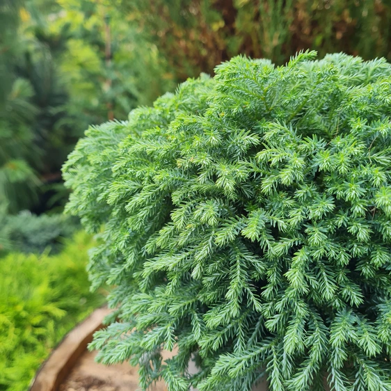 Chamaecyparis pisifera 'Minta'