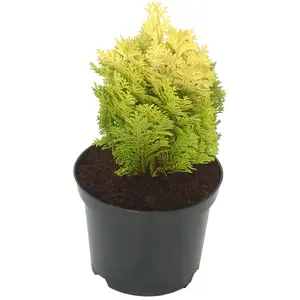 Chamaecyparis lawsoniana 'Moonsprite' 3L