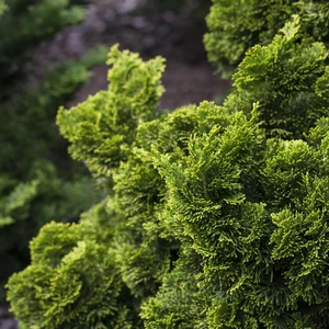 Chamaecyparis obtusa 'Nana Aurea' 3L - image 1